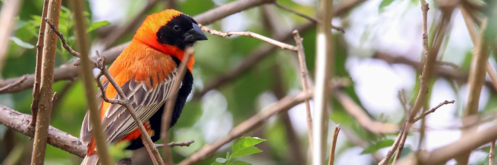 Struben Dam Bird Sanctuary